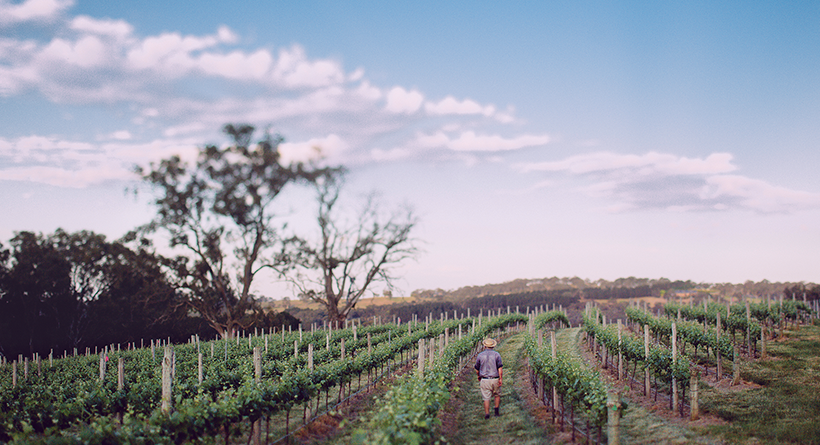 Lobethal Road Vines